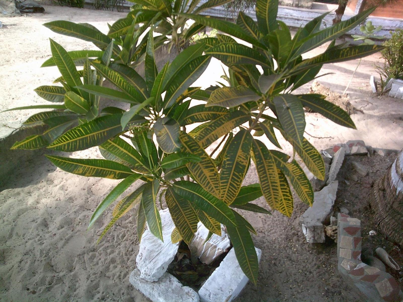Mangrove Beach Sanyang Eksteriør billede